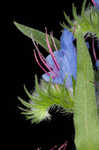 Common viper's bugloss